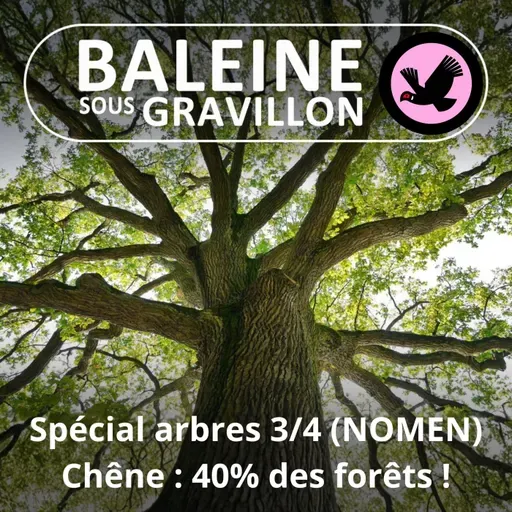 SPÉCIAL ARBRES 3/4 : 40% de chênes dans nos forêts ! (NOMEN)