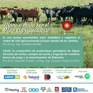 Rodeo de cría. Cooperativa de productores ganaderos de Aiguá.