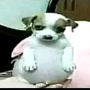 Rádio Robert