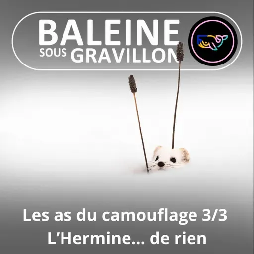 S07E165 Les as du camouflage 3/3 : L'Hermine... de rien