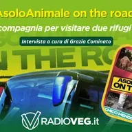 Asoloanimale on the road