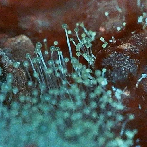 Aparici en Órbita s08e26: Los mohos en gastronomía y en la cocina, con Cipriano Carrero