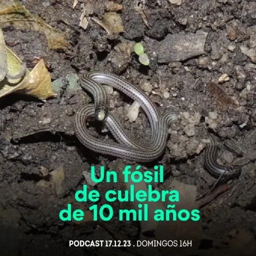 Desde el Conocimiento | Un fósil de culebra de 10 mil años