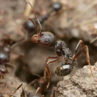Aparici en Órbita s08e28: Hormigas clonadoras, el primer caso conocido de xenoparidad, con José Manuel Vidal Cordero