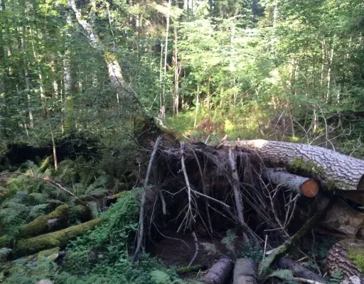 Национальный парк Слитере: 100 лет нетронутой природы