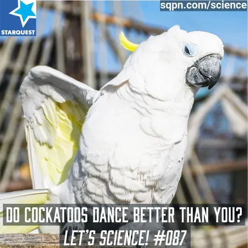 Do Cockatoos Dance Better Than You? The Science Behind Their Moves