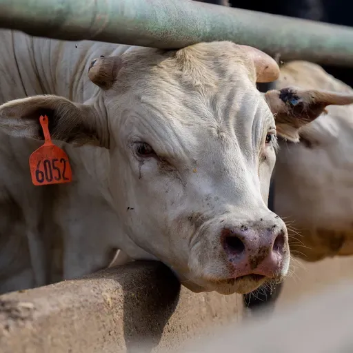 The view from cattle country