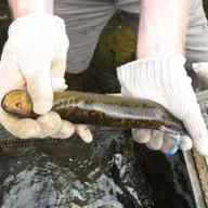 Green card pause, Invasive sea lamprey, Skunk and Badger book series