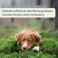 Distanz ist kein Drama! Deshalb solltest du den Rückzug deines Hundes fördern statt verhindern.