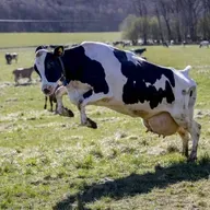 Energy talks fail, new loans for nuclear reactors, no change to cow summer pasture law, police withdraw face-covering football ban
