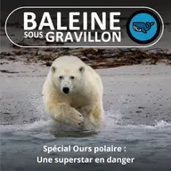 SPÉCIAL OURS POLAIRE 1/3 : Une superstar méconnue et surtout, en danger (Rémy Marion)