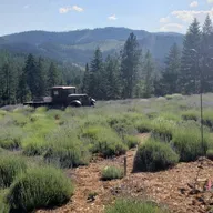 Purple Mountain Lavender- Deb Davis