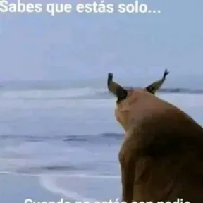Cachi09