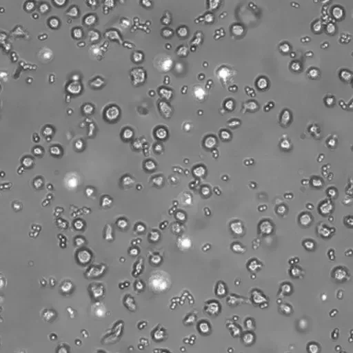 362E-394-Tiny Beasts