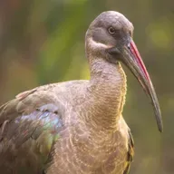 EP 312: Uganda- The Mpa-Bana Bird; The Absent-Minded Bridegroom; The Singer, The Famine (Baskerville)