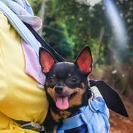 Os cuidados com os pets em viagens de avião e ônibus!