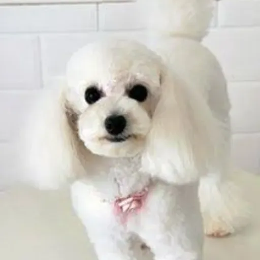 MEU CACHORRO PHILL
