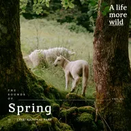 The Sounds of Spring in Eryri National Park