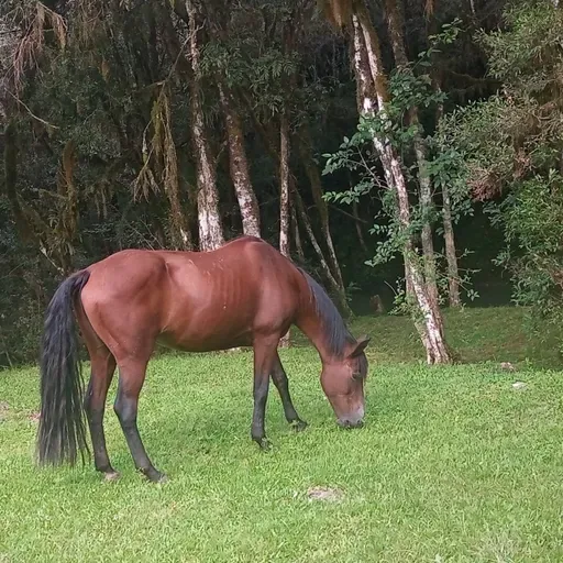 Cap 21.5 A função da razão