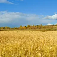 Ленивое счастье