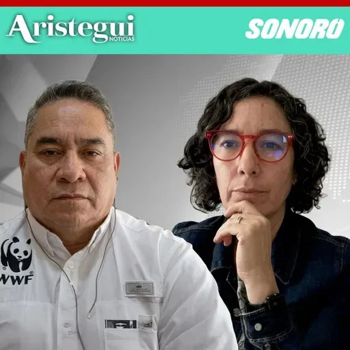 Mariposa monarca repunta 64% en México; WWF destaca avance histórico en bosques de hibernación | María José Villanueva y Eduardo Rendón