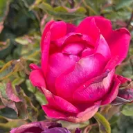 Evangelio del 29 de diciembre