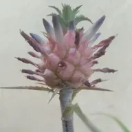 8.9 Atención a las familias con víctimas con capacidades diferentes