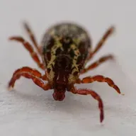 Rise in tick bites, Next UW president, Center for Black Excellence