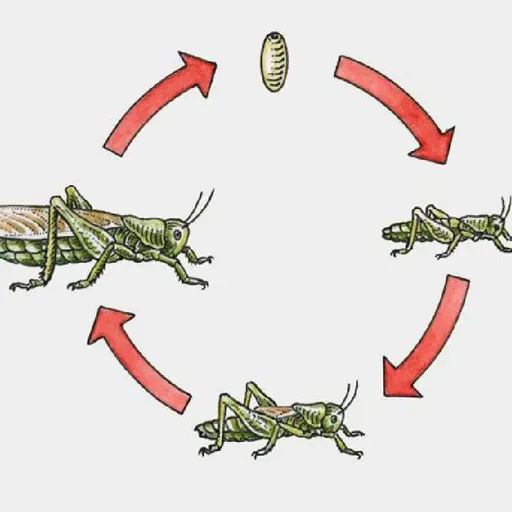 Episodio 3: Ciclo de vida de los grillos.