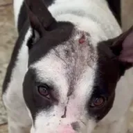 Como identificar maus-tratos a animais?