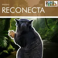 Projeto Reconecta usa pontes artificiais para salvar espécies