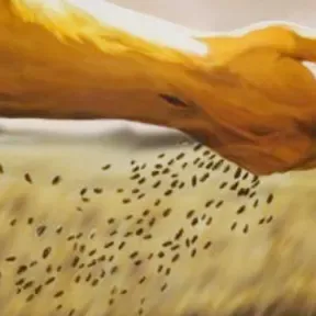 Sembrador  De Esperanza