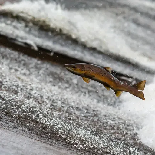Is there a wild salmon crisis in Ireland?
