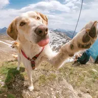 Férias de julho: como se preparar para viajar com o seu animal!