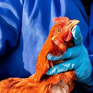 Gripe aviária é transmitida ao humano por contato com ave infectada, mas não pela ingestão de frango, diz infectologista