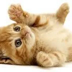 KITTI RADIO