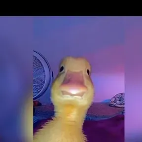 Corridos