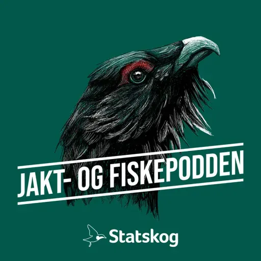 #306 Duejakt i Nordland og kastetips for lett spinner
