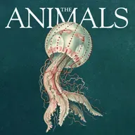 The Animals: Deirdre, Jellyfish