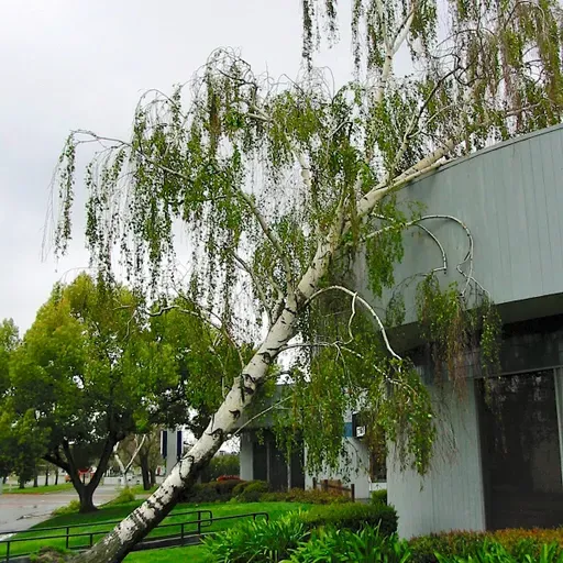 Trees vs Storms, Expanded