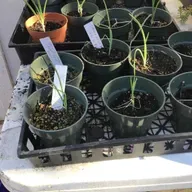 Onions Can Bring Tears to Your Eyes...