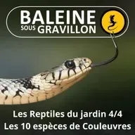 BEST OF D'ÉTÉ #08 Les Reptiles du jardin 4/4 : Les 10 espèces de Couleuvres
