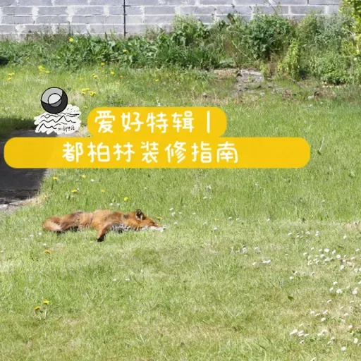 爱好特辑｜都柏林装修避雷指南