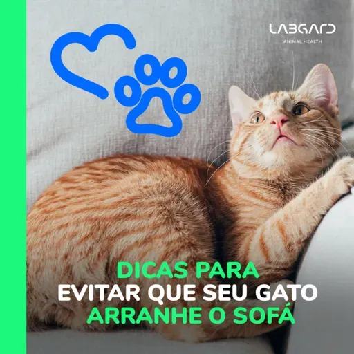 Episódio 78 - Gatos arranhando o sofá: descubra como mudar esse comportamento!