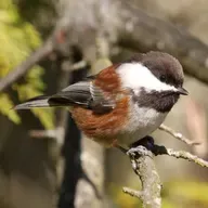Chickadee Line-up