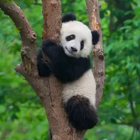 Pandoora_Ofc