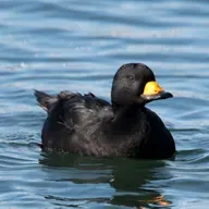 The Music of Black Scoters