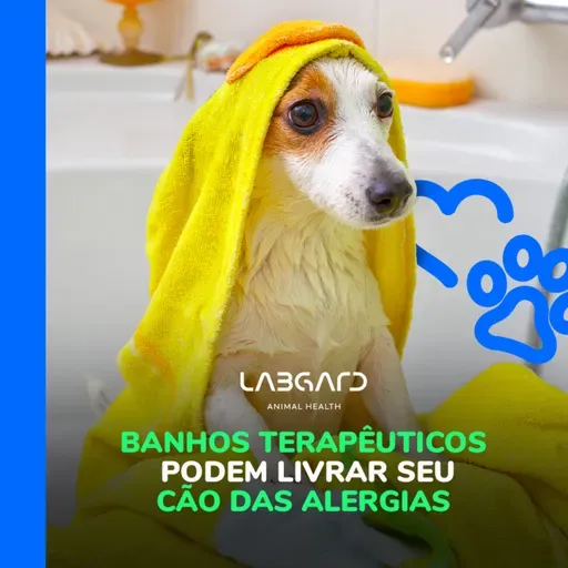 Episódio 73: conheça 6 benefícios dos banhos terapêuticos em cães!
