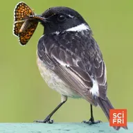 Moth Survival Strategies And A Rodent Thumbnail Mystery