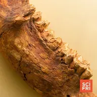 1060: Ancient Bone Proteins May Offer Insight On Megafauna Extinction